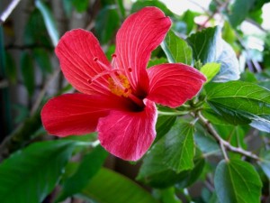 Beautiful flowering small tree, Hibiscus boryanus