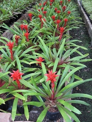 Guzmania hybrid