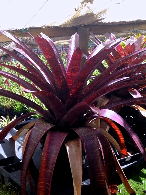 Snake Skin Vriesea