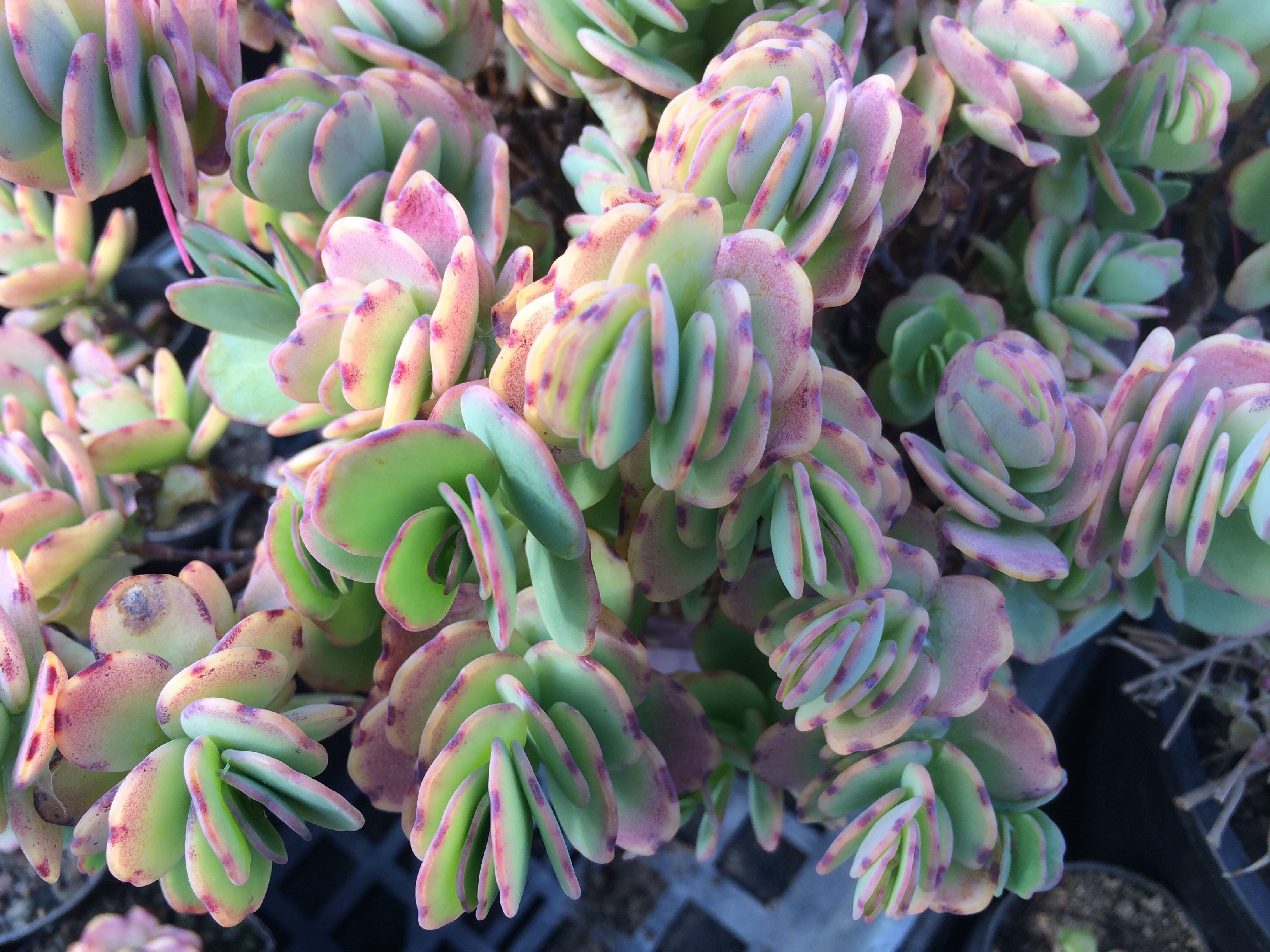Kalanchoe fedtchenkoi dwarf
