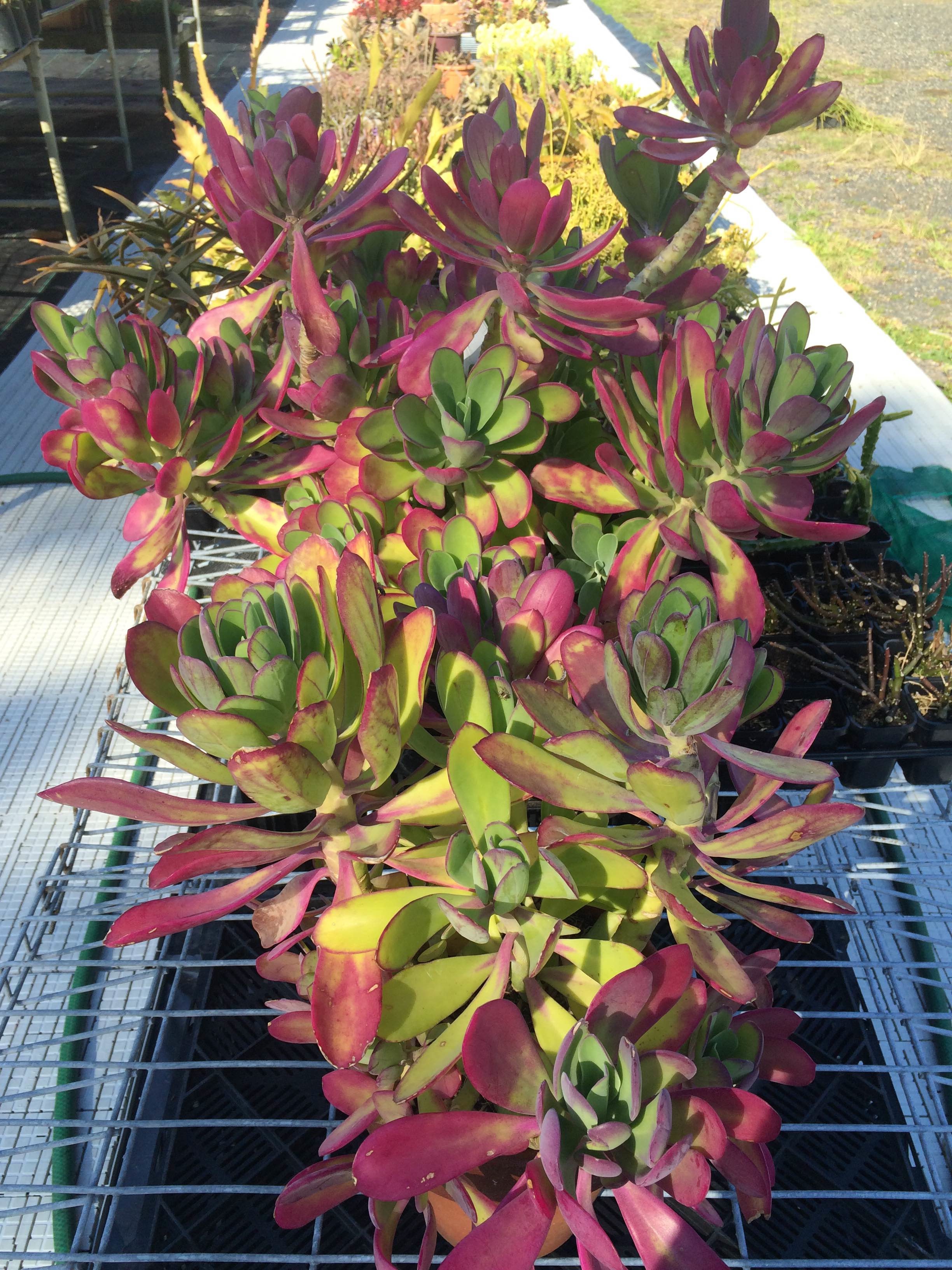 Senecio amaniensis