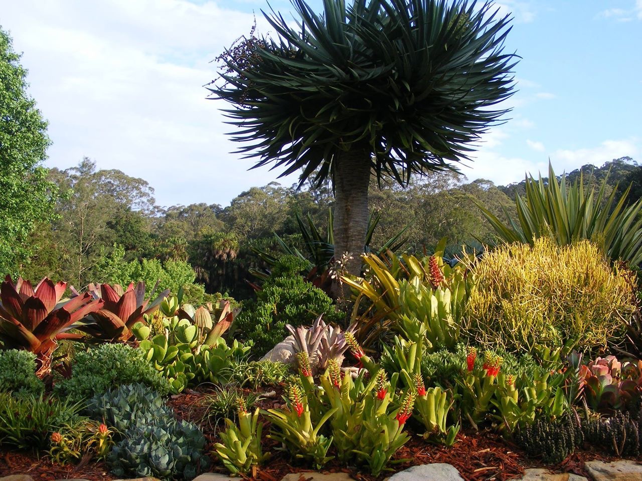 Yucca elephantipes "Paradox" hero plant