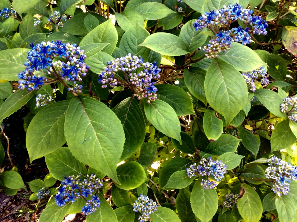 Evergren Hydrangea - Dichroa versicolor 