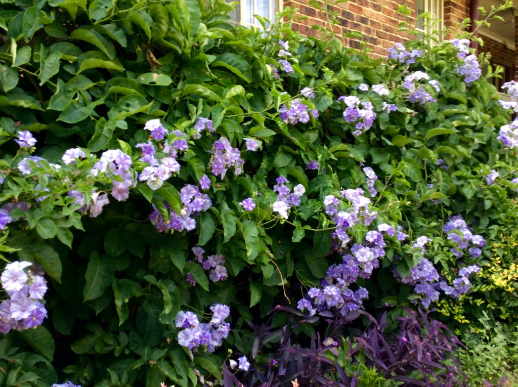 Giant Potato Vine - Solanum wendlandii