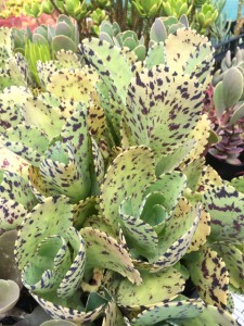 Kalanchoe marmorata - Pen Wiper Plant