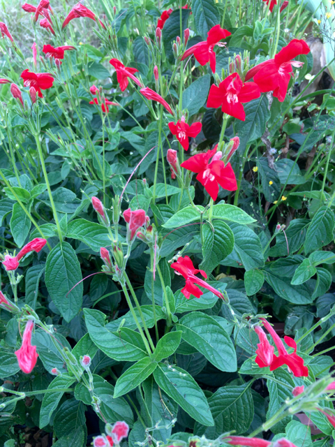 Ruellia elegans adds cardinal red to any green foil in the garden