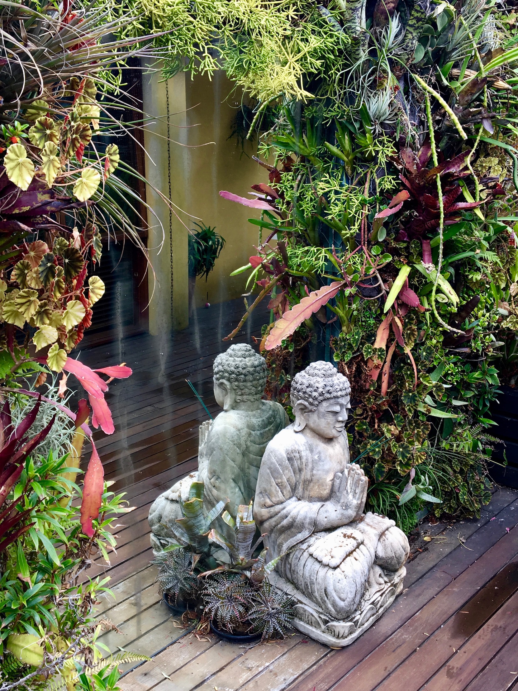 Rhipsalis grandiflora, part of the mirror surround at 'Sea-Changer'