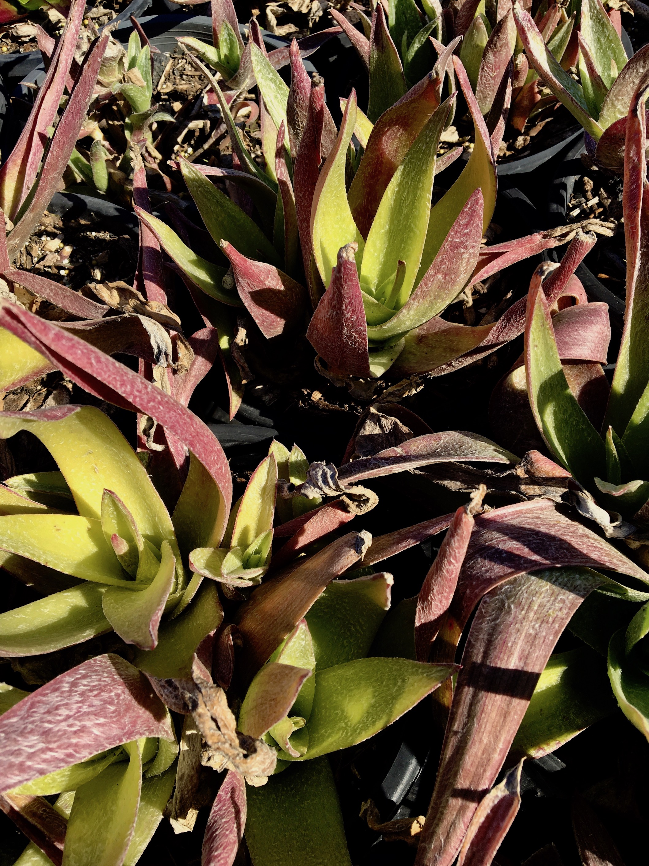 Cyanotis foecunda gives excellent weed suppression