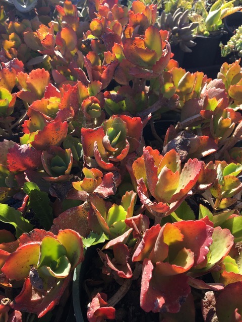 Kalanchoe somaliensis a perky choice for texture rug ground covers