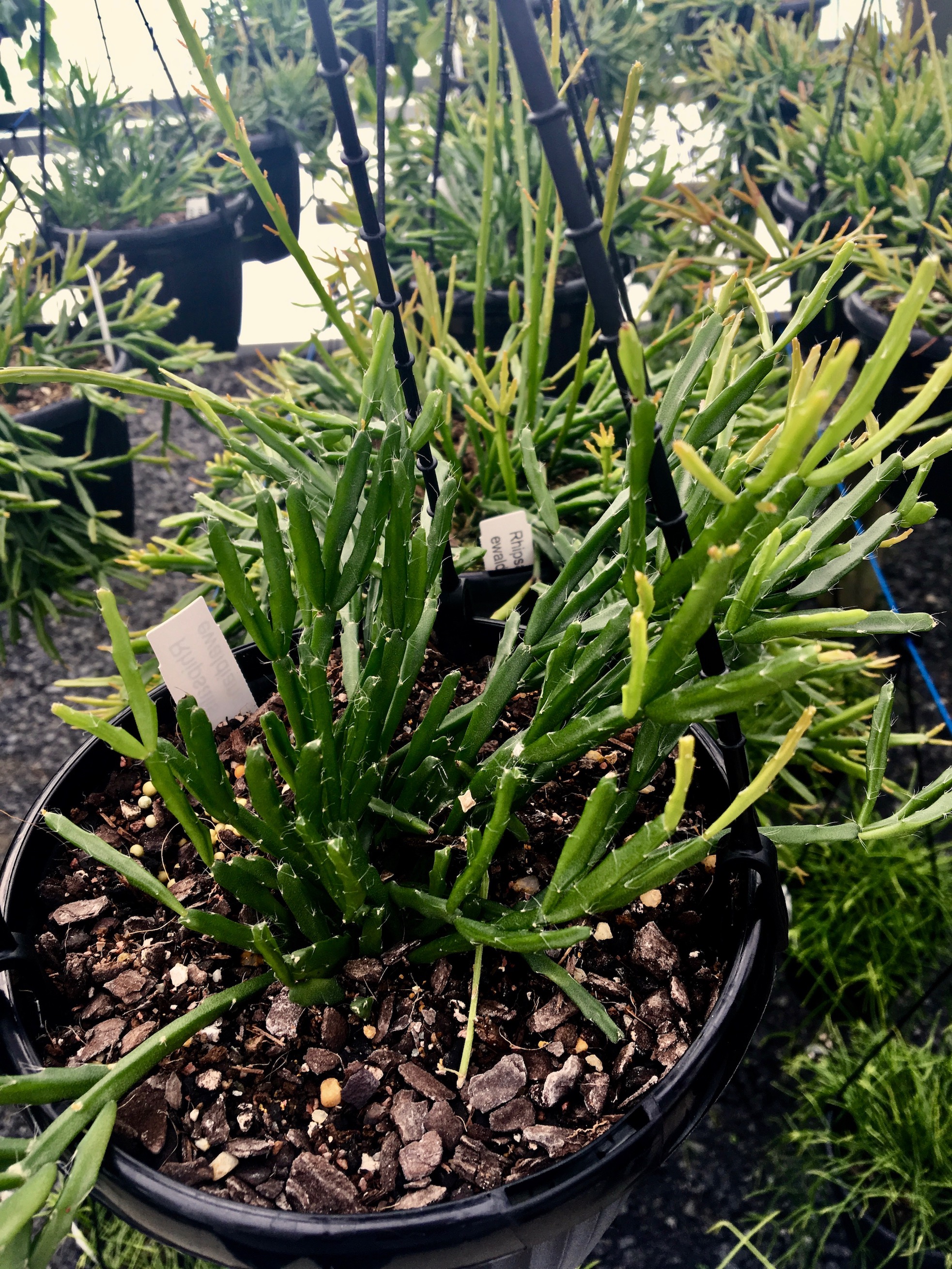 Rhipsalis ewaldiana a texture like thick seaweed
