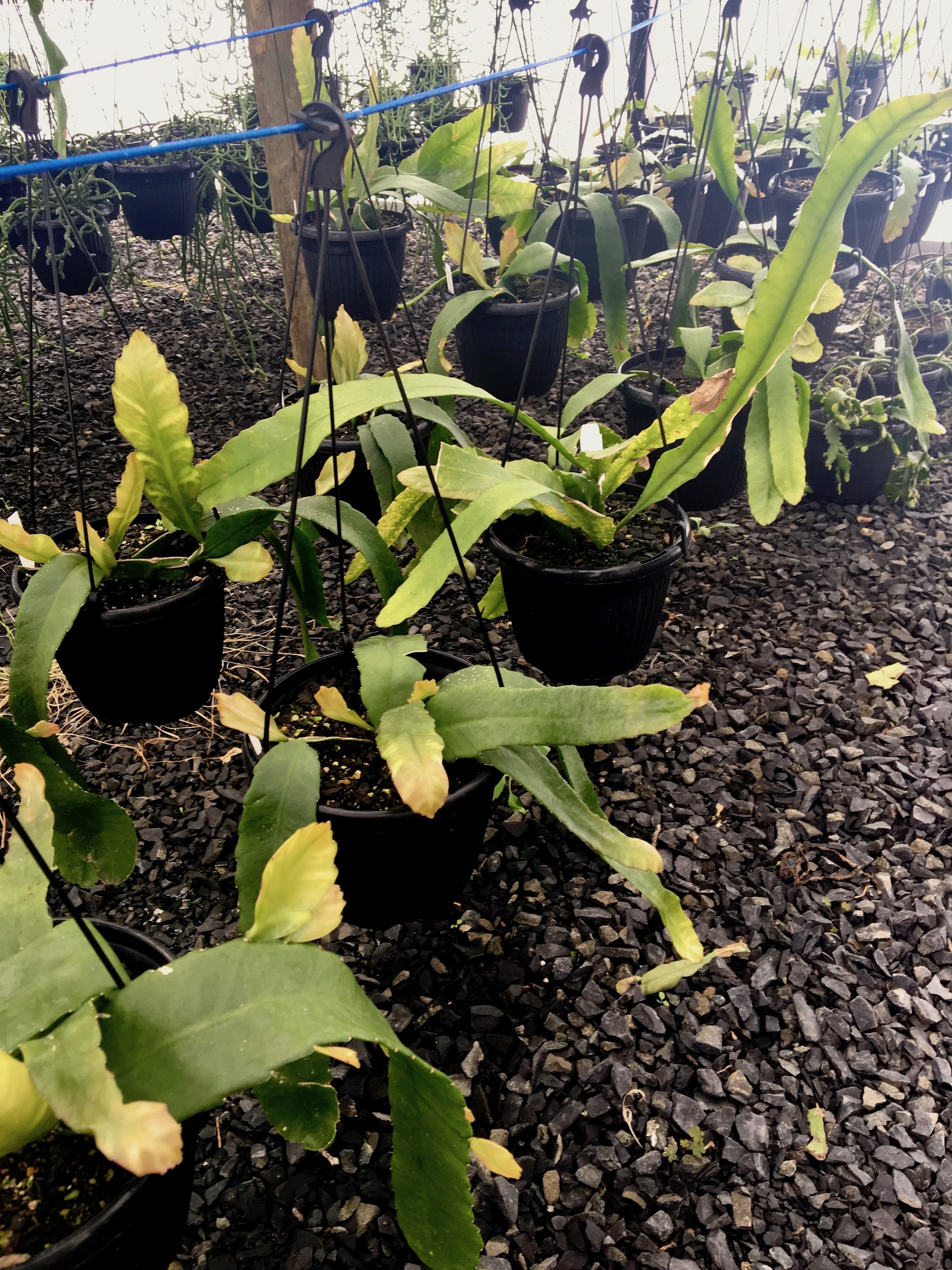Disocactus amazonicus looks like lime green kelp