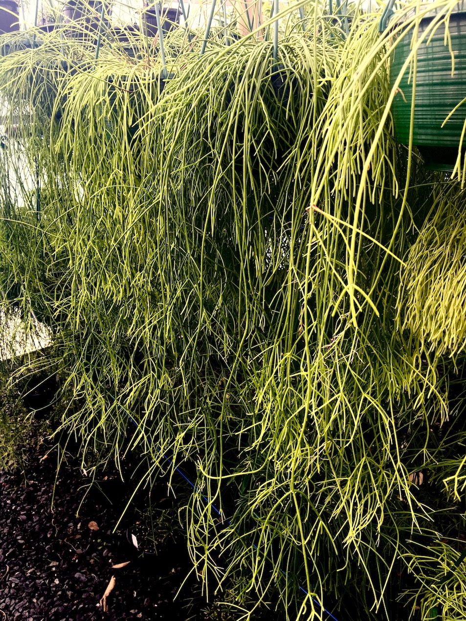 Rhipsalis capilliformis like foliar ultra-fine gauze