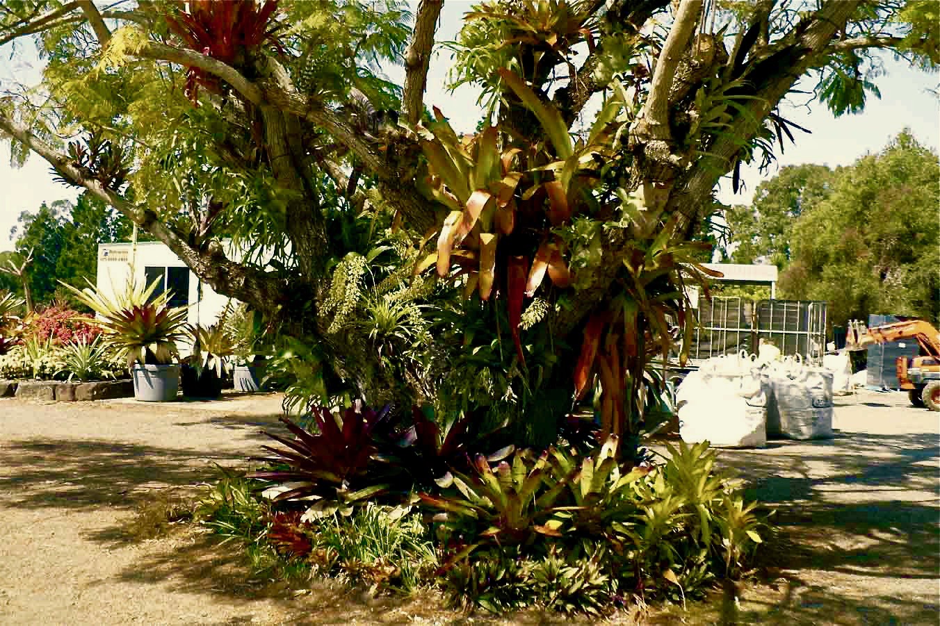 Epiphytes 'mother trees'