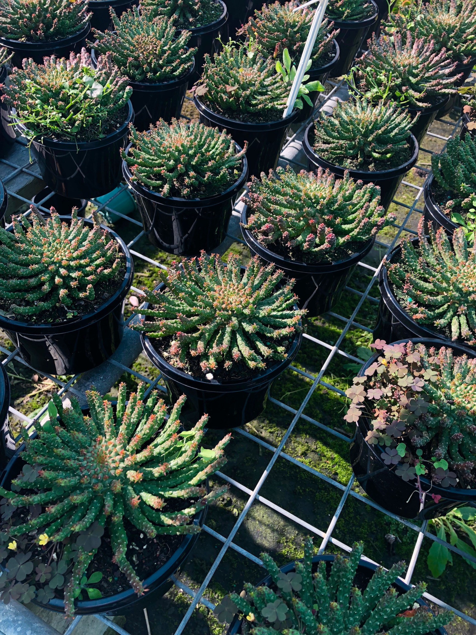 Euphorbia caput-medusae - Medusa's Head