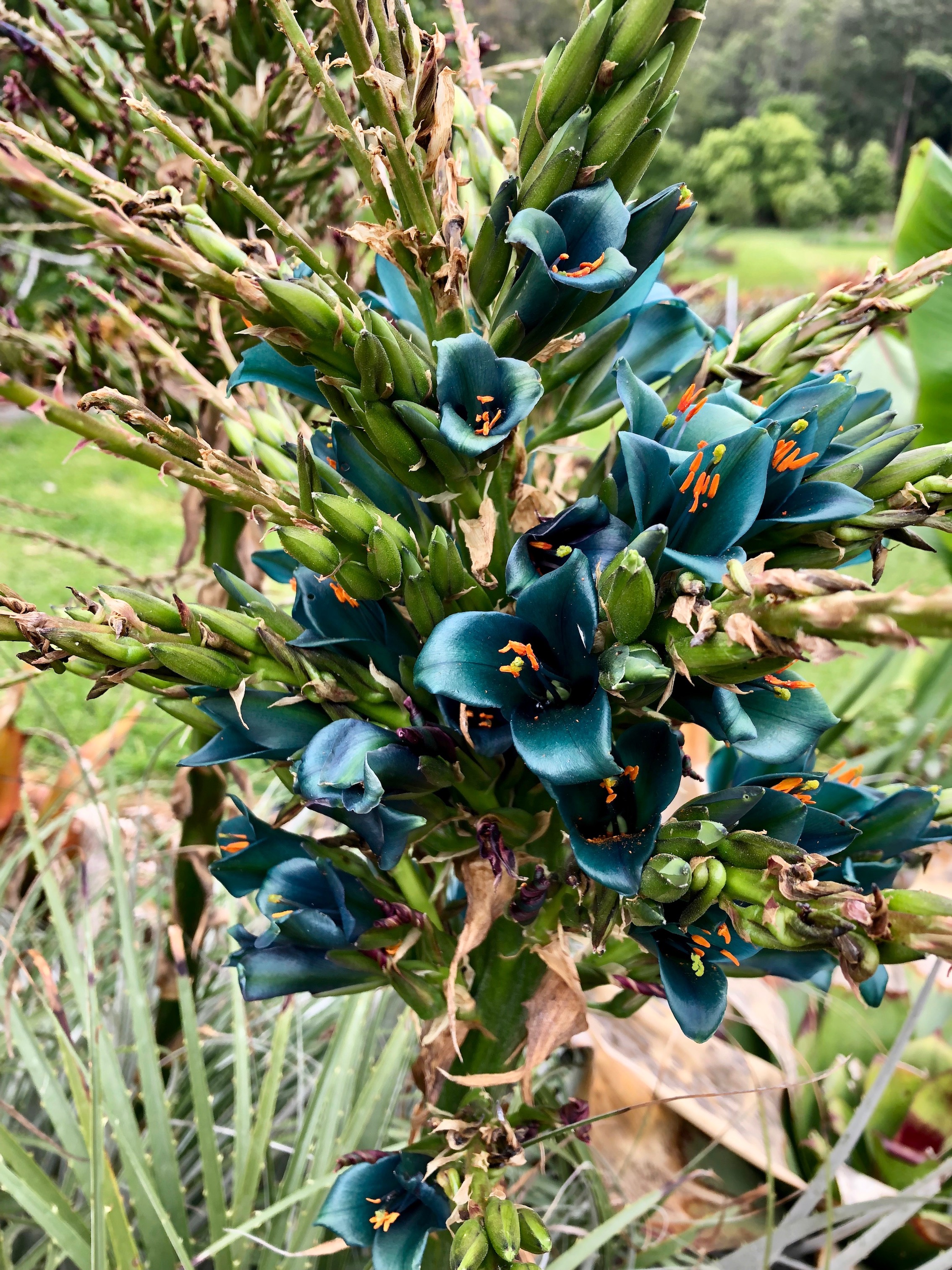 Puya chilensis alluring metallic turquoise flowers