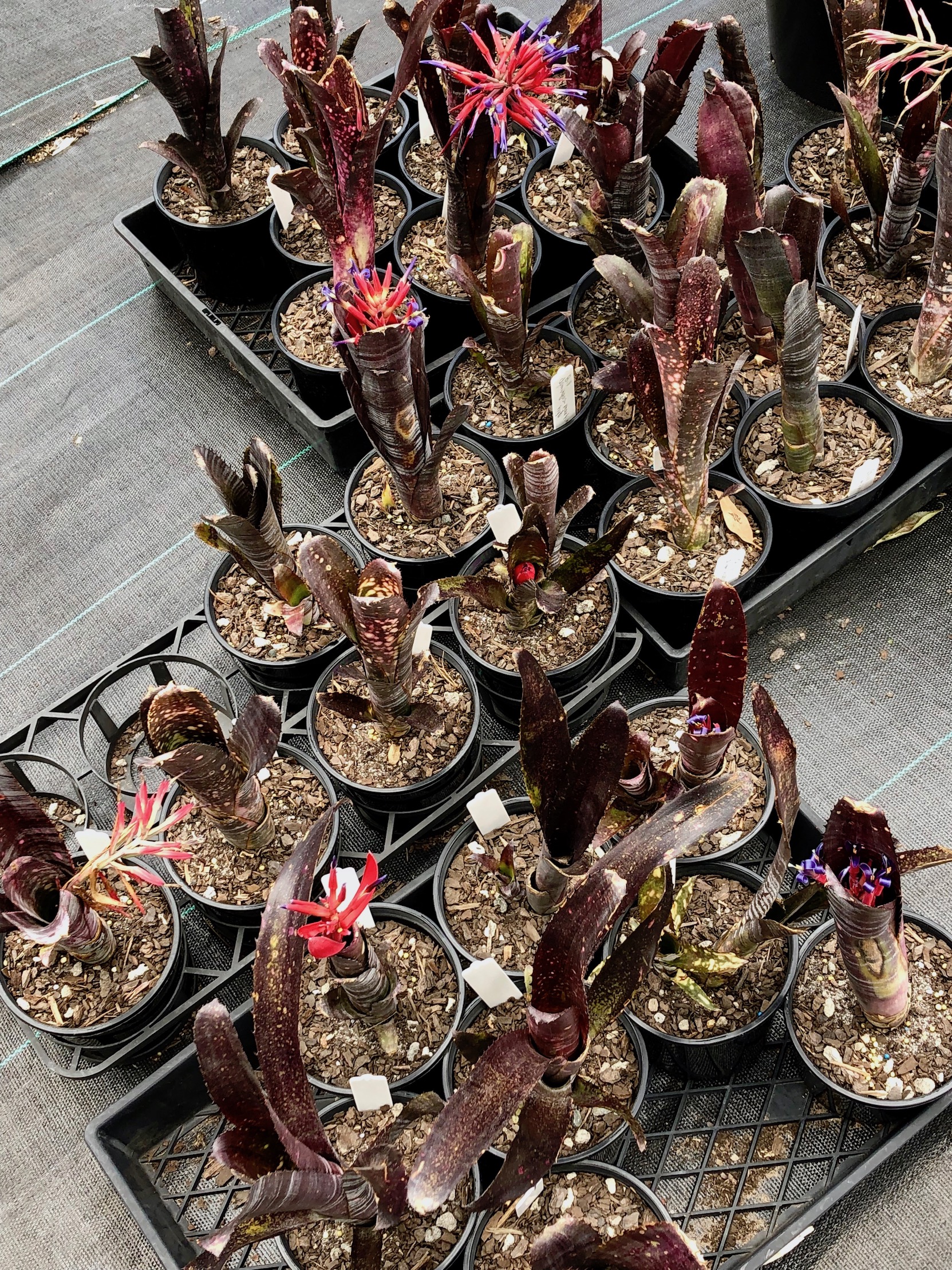 Billbergia vittata 'Domingos Martins' a good tough for seniors to full sun