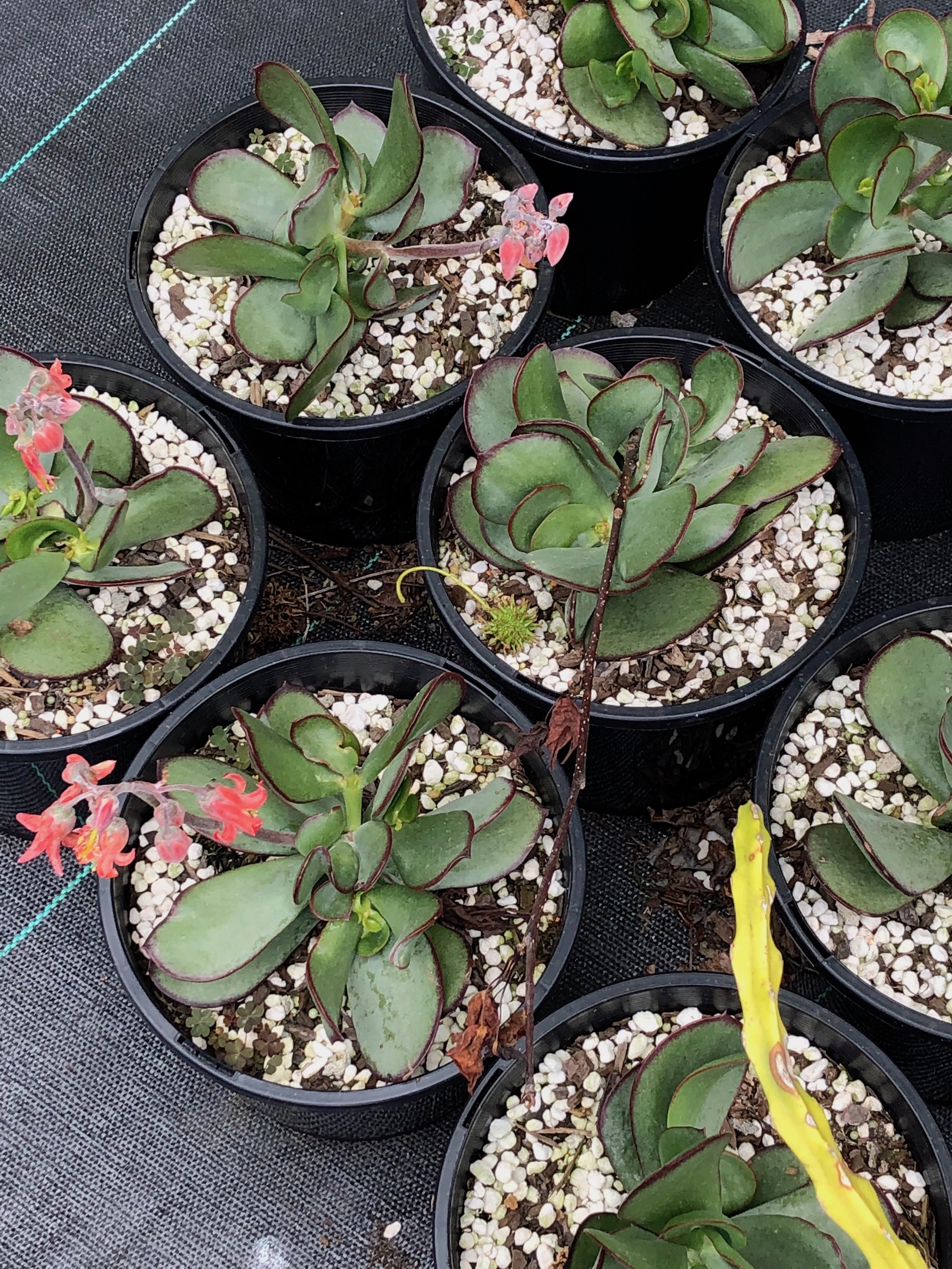 Cotyledon compact hybrid