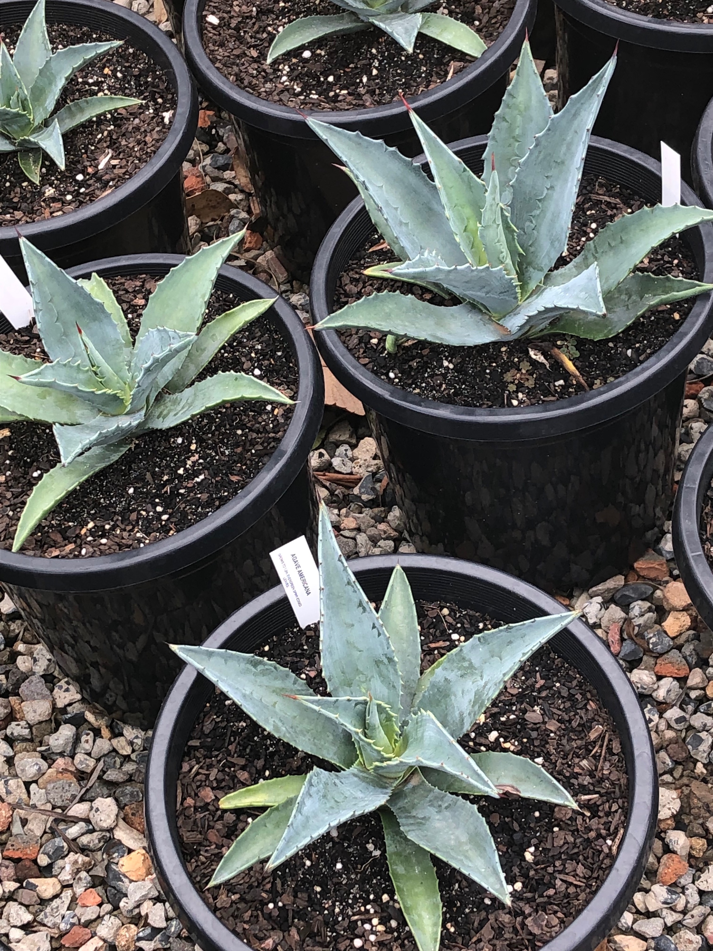 Agave america, a hero plant for the largest statement maker