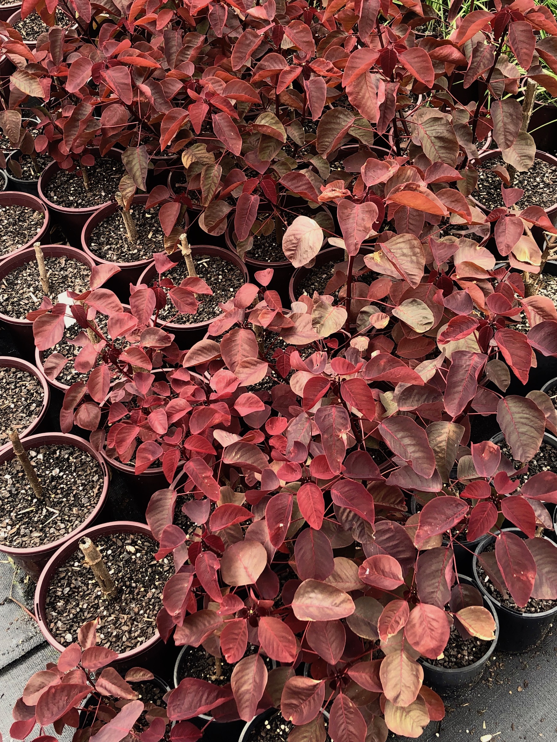 Euphorbia cotonifolia, a beautiful humidity loving alternative to Cotonis coggyria - Smoke Bush