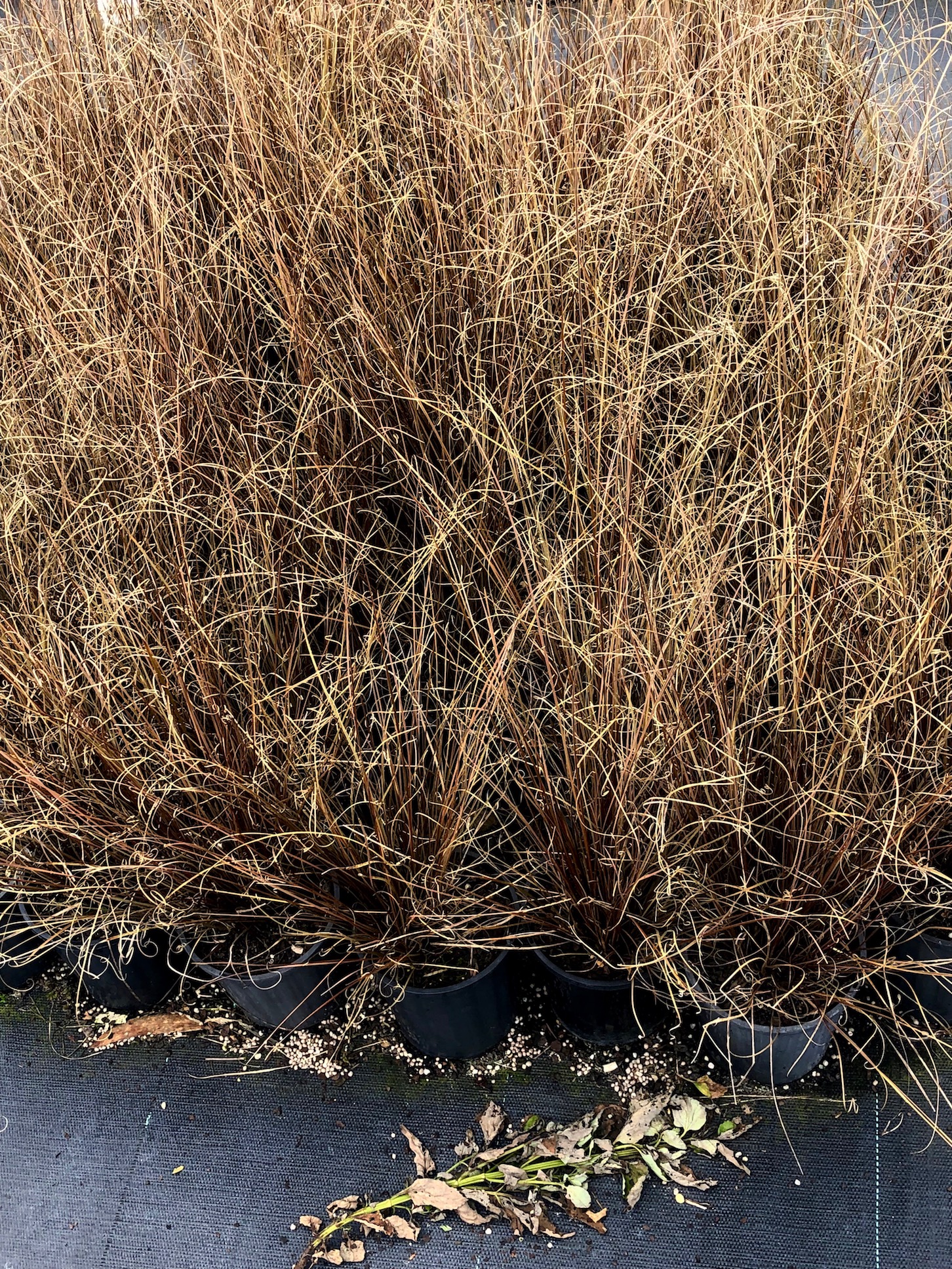 Carex buchanii - Brown Sedge a perfect ultra fine foil for rubbery textures