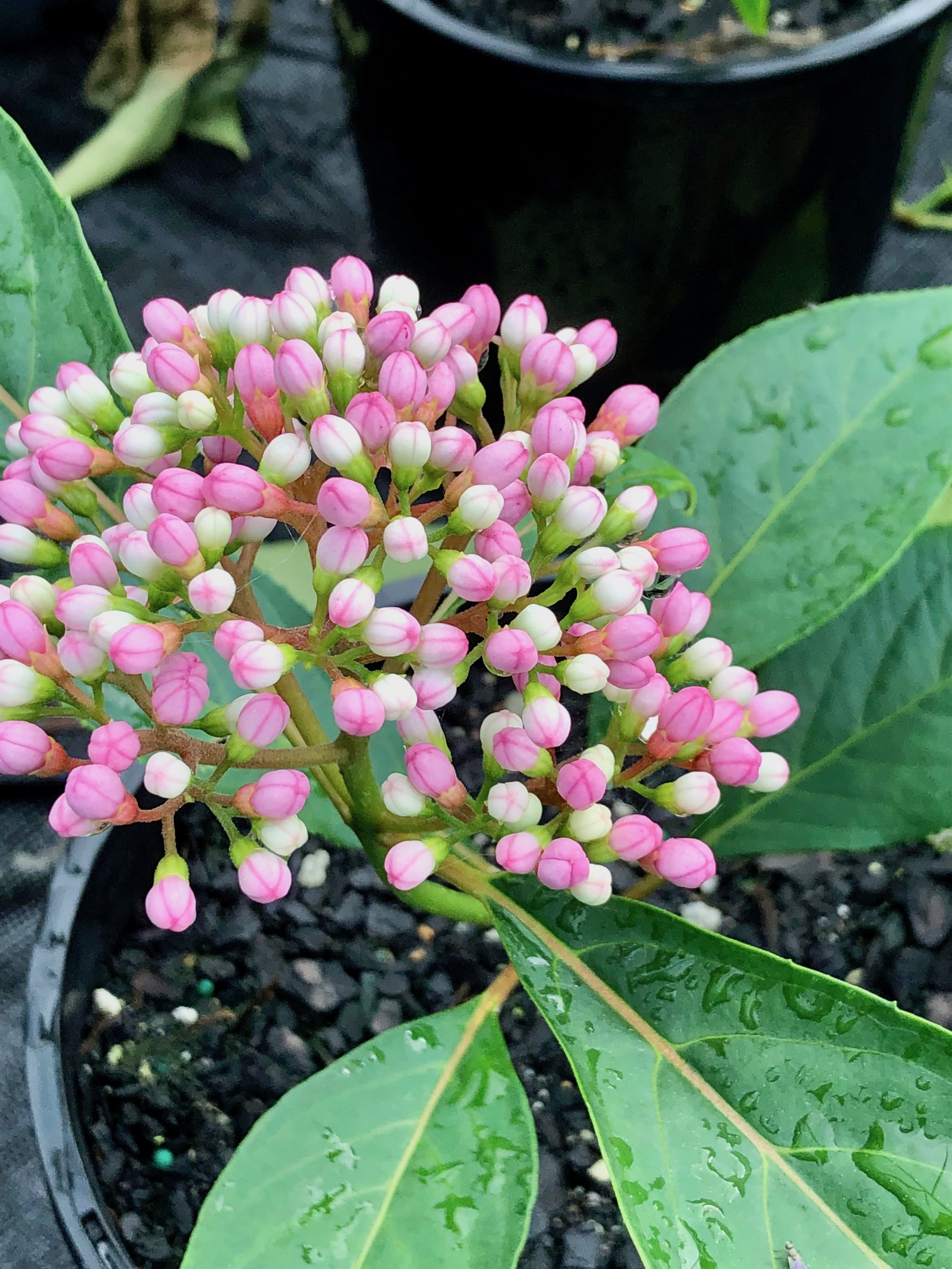 Dichroa versicoloured the evergreen hydrangea