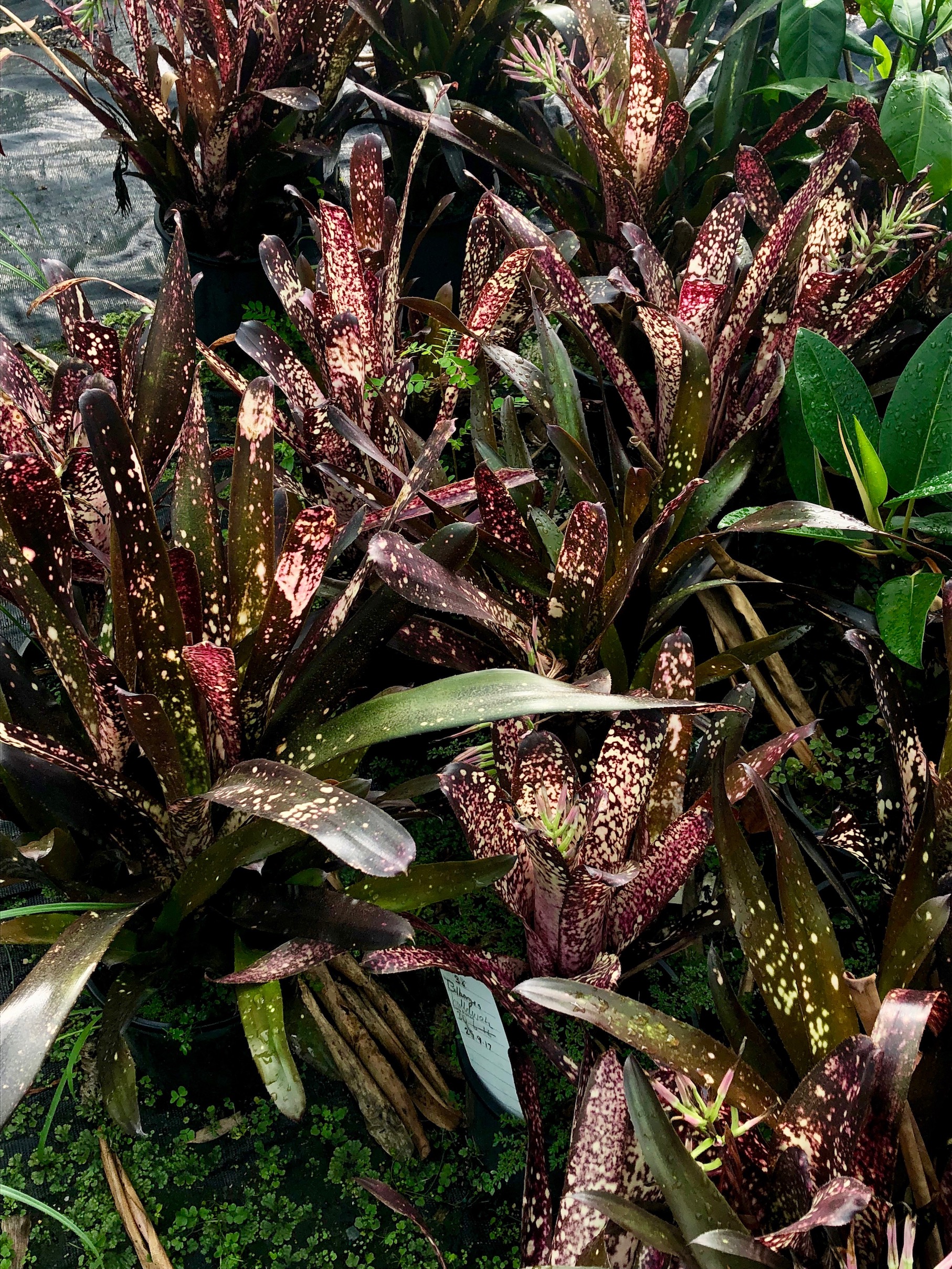 Billbergia ('Domingos Martins X 'Ed MacWilliams') 'Hallelujah'