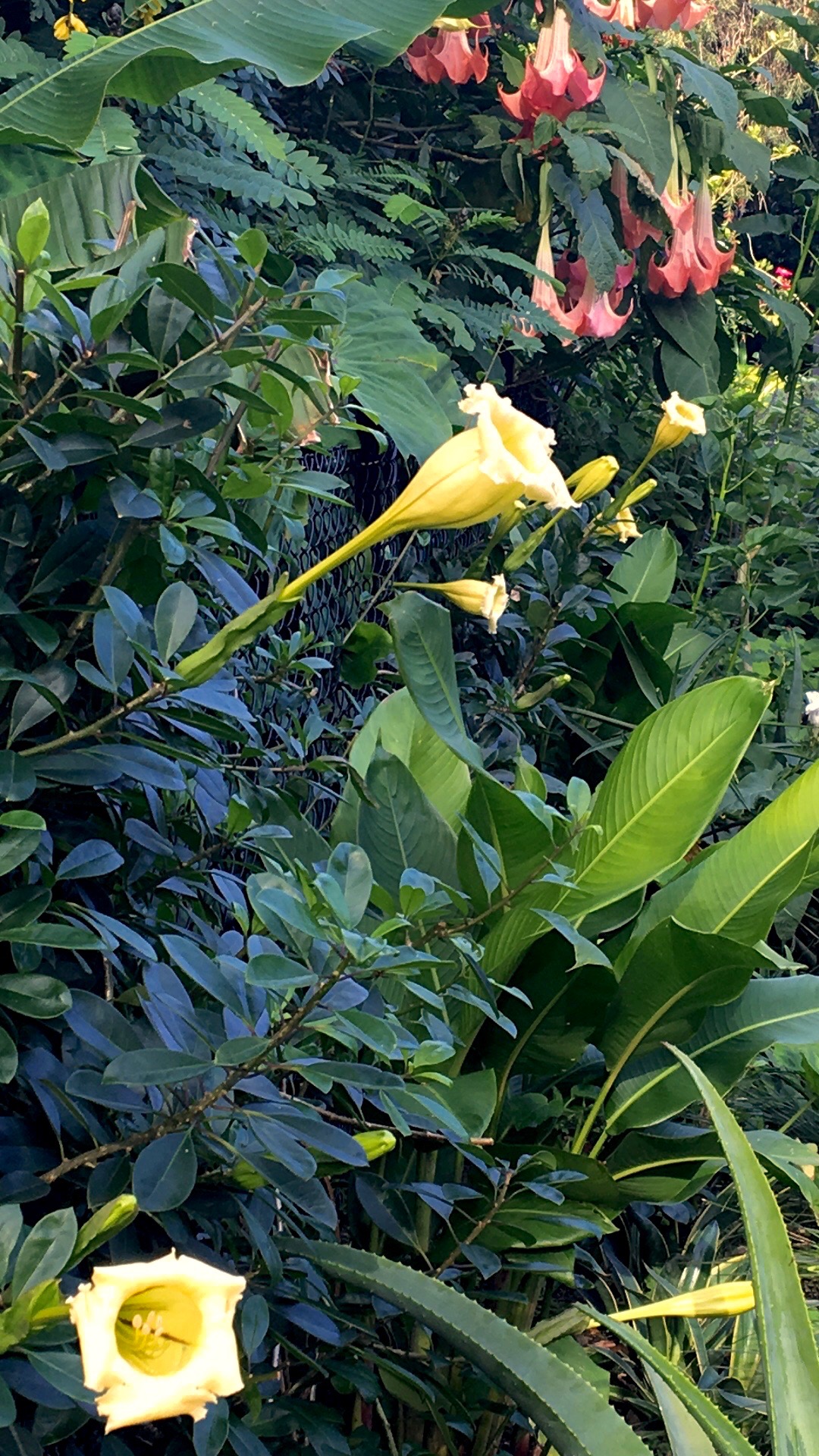 Solandra longiflora a medium weight climber for frost free cool sub-tropics 