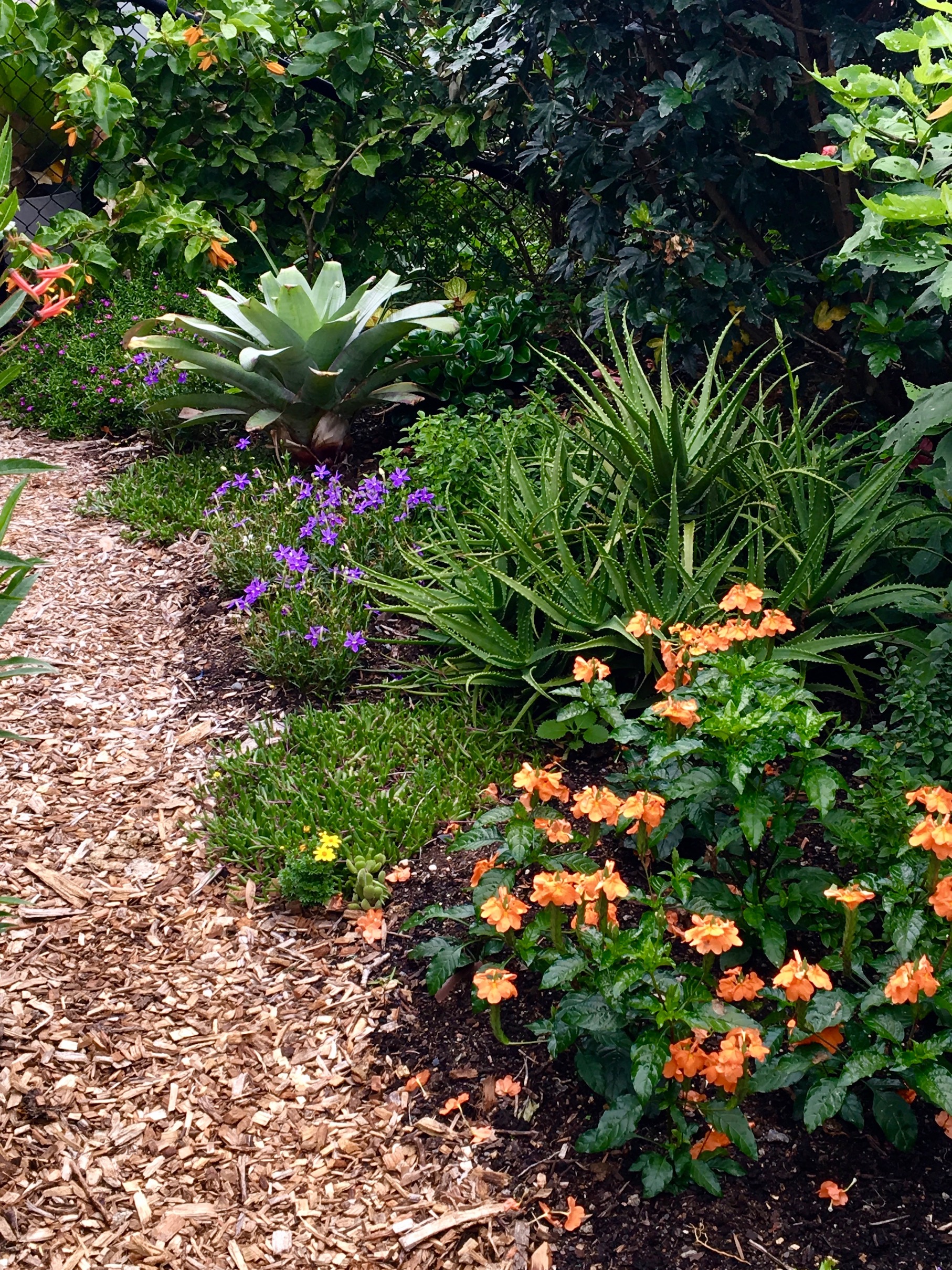 Crossandra and Laurentia add welcome at 'Sea-Changer's Front Gate Garden