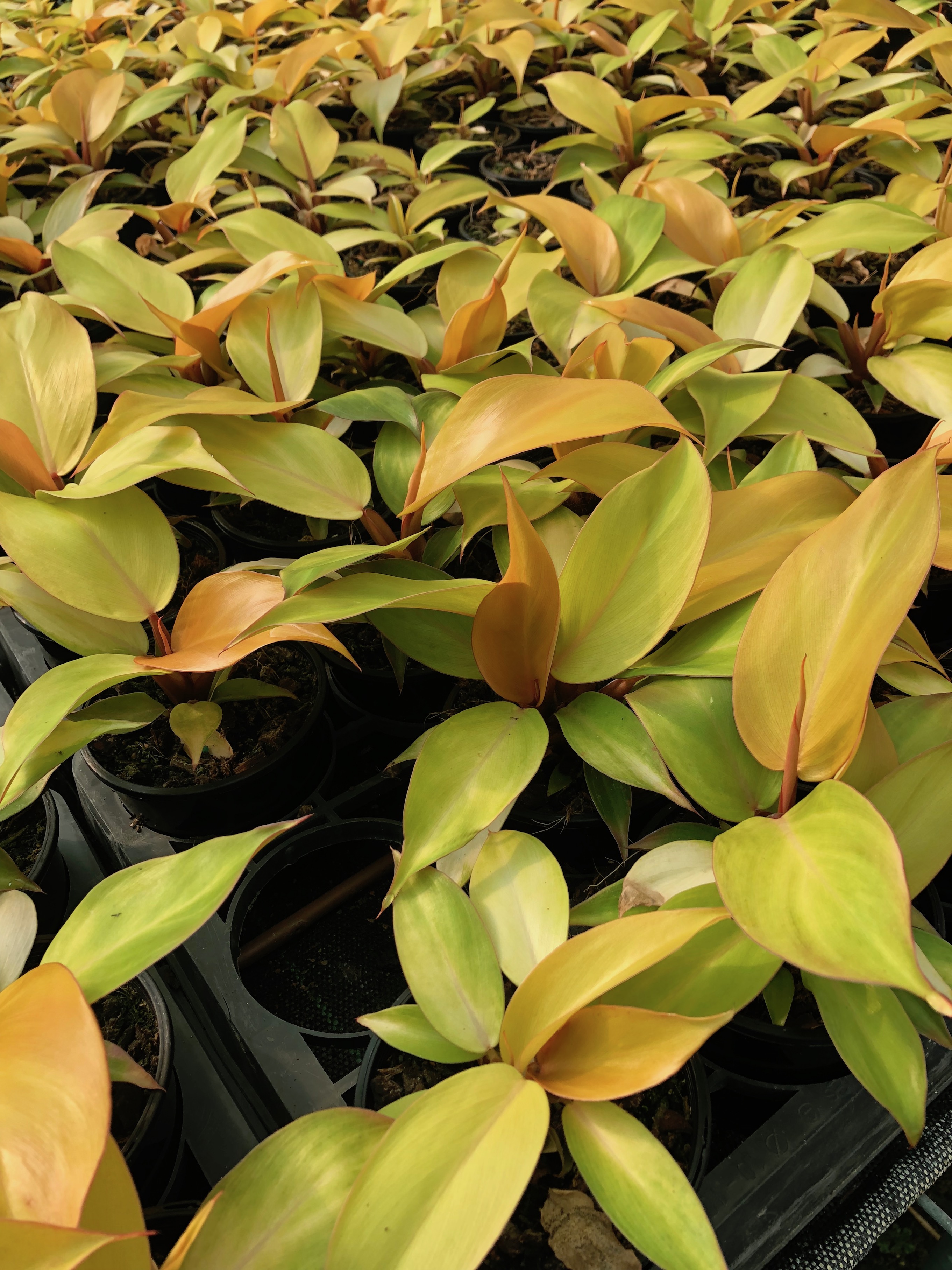 A golden blast of Philodendron ‘Prince of Orange'