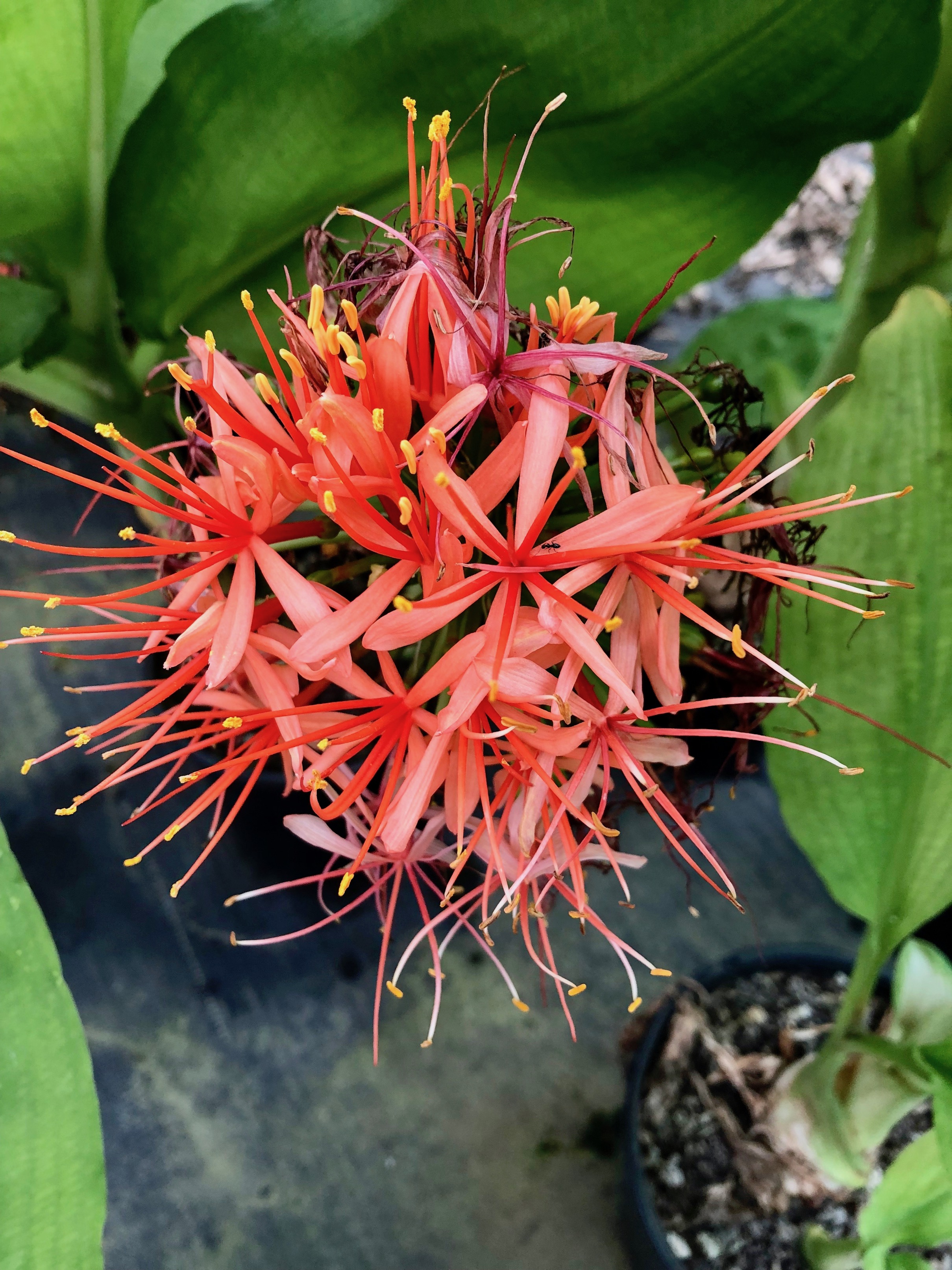 Beautiful Fire ball Lily flower detail