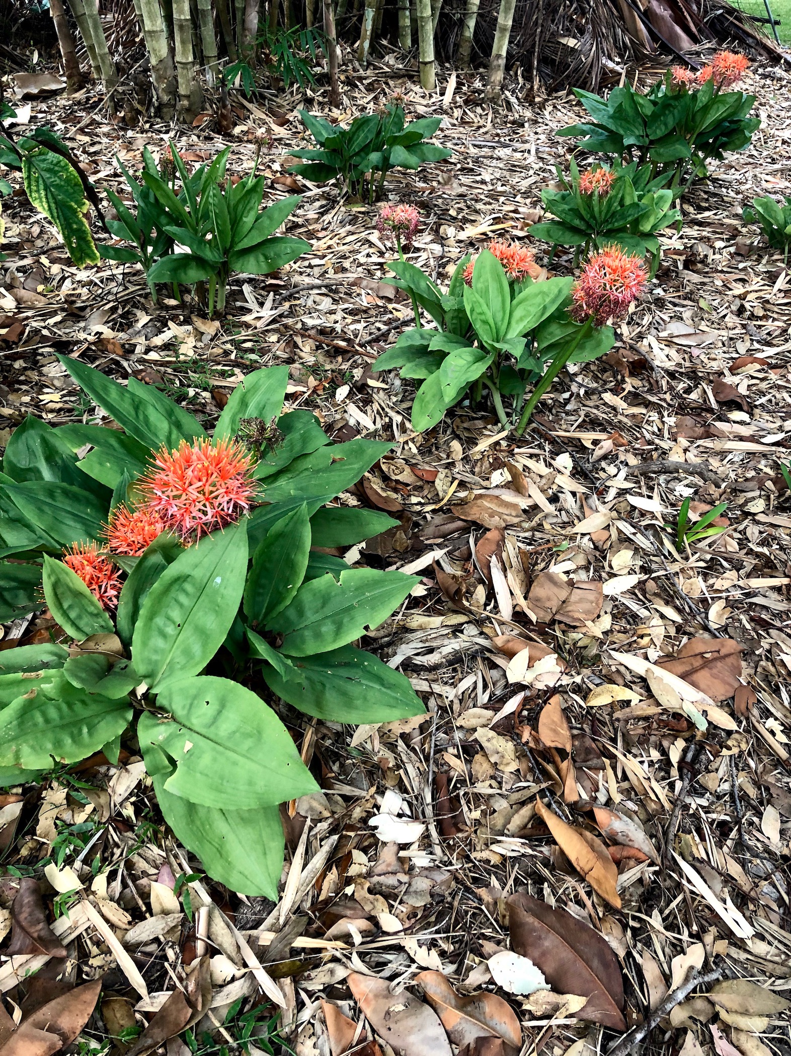 Scadoxus multiflorus katarina - Fire ball Lily