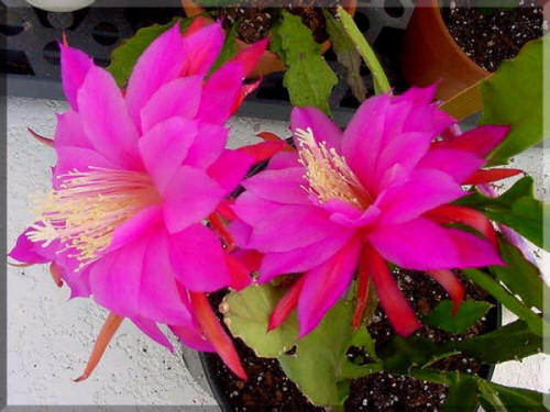 Epiphyllum Crown Prince flower